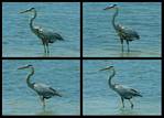 (20) blue heron montage.jpg    (1000x720)    287 KB                              click to see enlarged picture